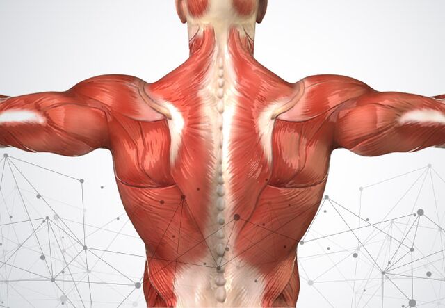 Dolore muscolare lungo la colonna vertebrale